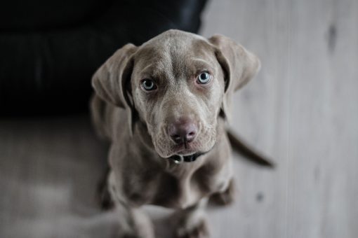 Produkt- und Website Launch für “Purina ONE Dog Mini”