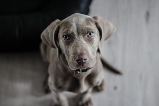 Purina: Produkt- und Website Launch